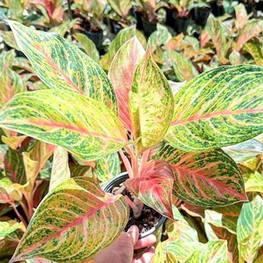 Аглаонема BUTTERFLY BAILAM