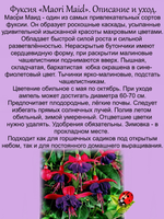 Фуксия Маори Маид махровая