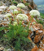 Вздутоплодник сибирский (корень)