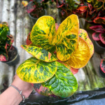 Кротон SEDTHEE MEE CHOK