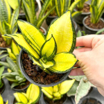 Сансевиерия HAHNII SOLID GOLD