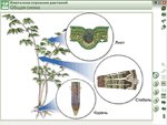 Наглядная биология. Химия клетки. Вещества, клетки и ткани растений