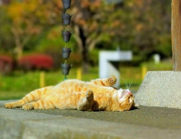 Лето! Жара при диабете…