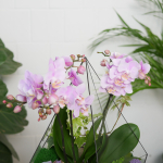 Готовый флорариум с нежной орхидеей Капля XL