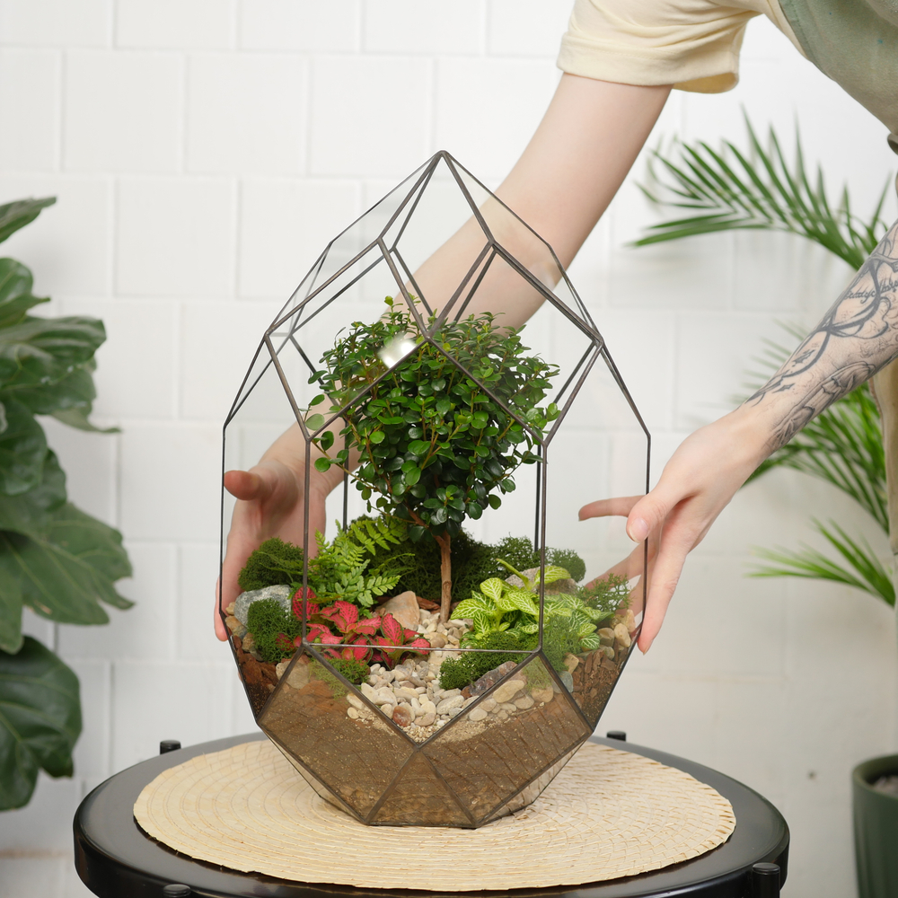 Готовый флорариум бонсай Мирсина Цефей