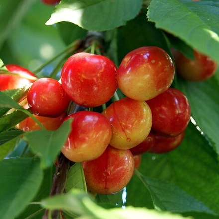 Черешня КРАСНАЯ ГОРКА