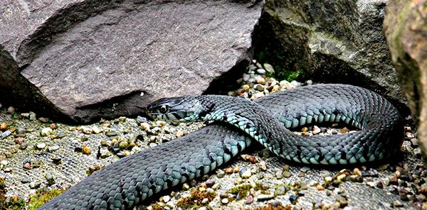Эффективные советы по борьбе со змеями на дачном участке
