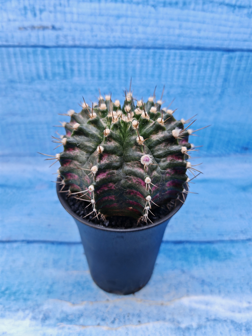 Gymnocalycium T-Rex Pink hybride (Гимнокалициум T-rex)