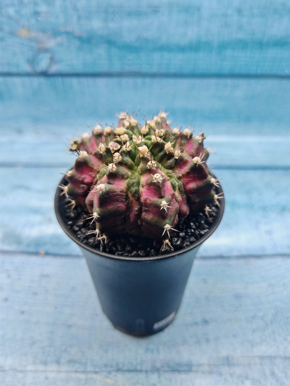 Gymnocalycium T-Rex Pink hybrid (Гимнокалициум T-rex)