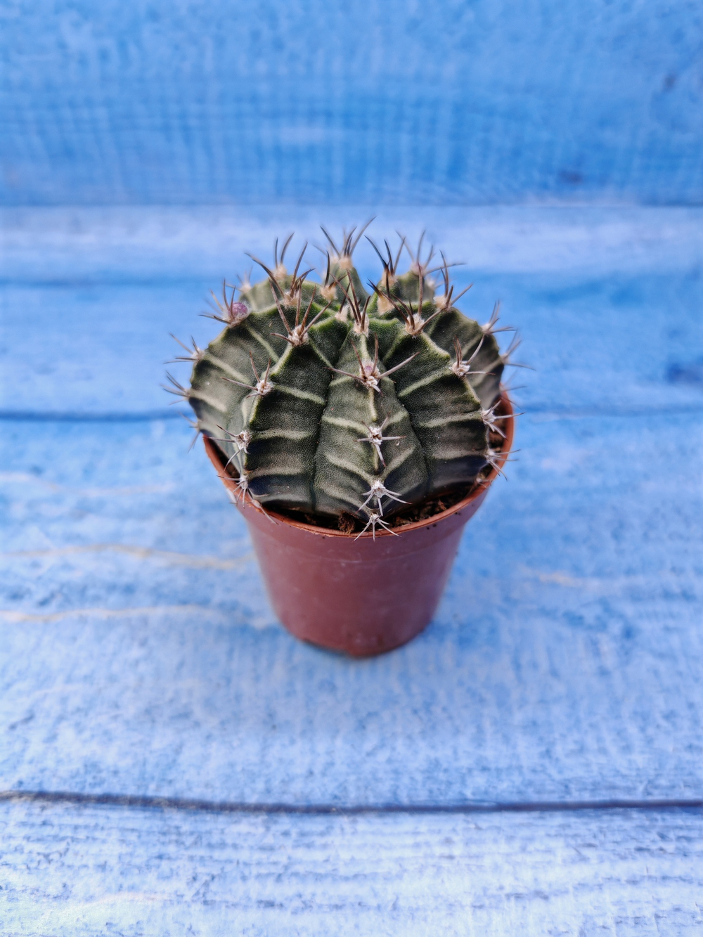 Gymnocalycium Friedrichii (Гимнокалициум)