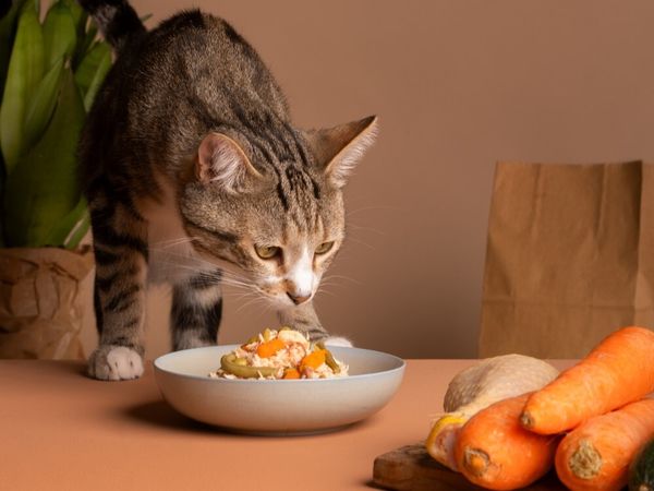 Чем кормить: натуральной едой или промышленным кормом? (Вечные дебаты). Чем кормить: натуральной едой или промышленным кормом? (Вечные дебаты).