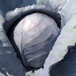 Рококо F1 семена капусты краснокочанной (Hazera / Хазера)