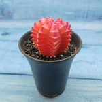 Gymnocalycium Variegata (Гимнокалициум Вариегатный)