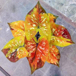 Каладиум SAB PRASAN