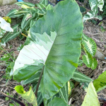 Алоказия BLACK STEM