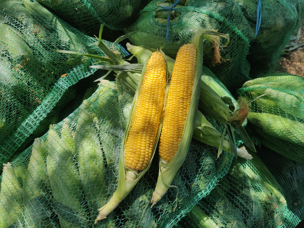 Кимбер Корн F1 семена кукурузы ( Yuksel Tohum / )