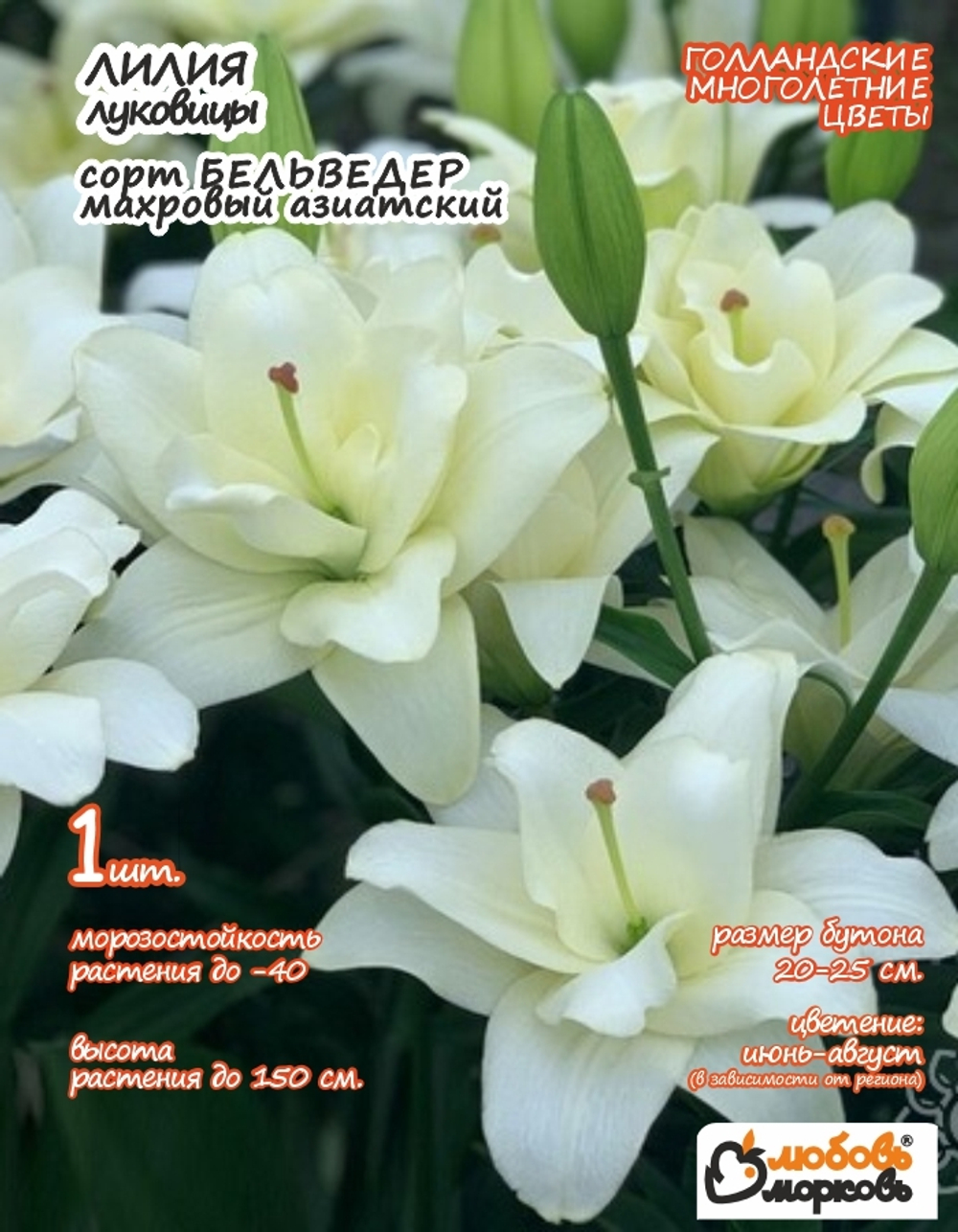 Лилия Луковица, Бельведер, 1 шт