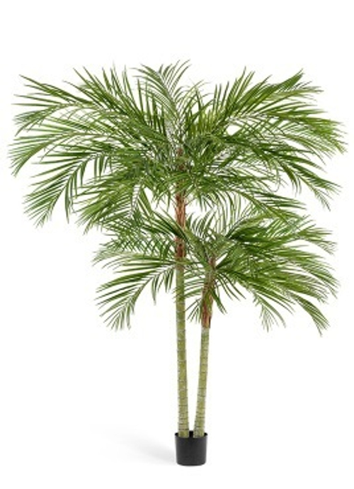 Пальма Арека двухствольная