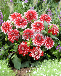 Георгина Ларриз Лав декоративная