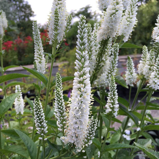 Вероника длиннолистная Мелани Уайт С2 Закупка М39 июнь 2026