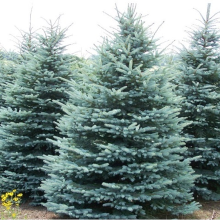 Ель колючая Блю Маунтин