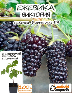 Ежевика, саженец, Виктория, 1 шт