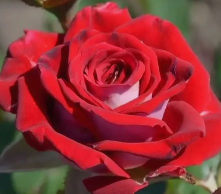 Роза миниатюрная Руби Стар ОКС