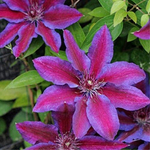 Клематис Akaishi (группа обрезки 2 слабая )