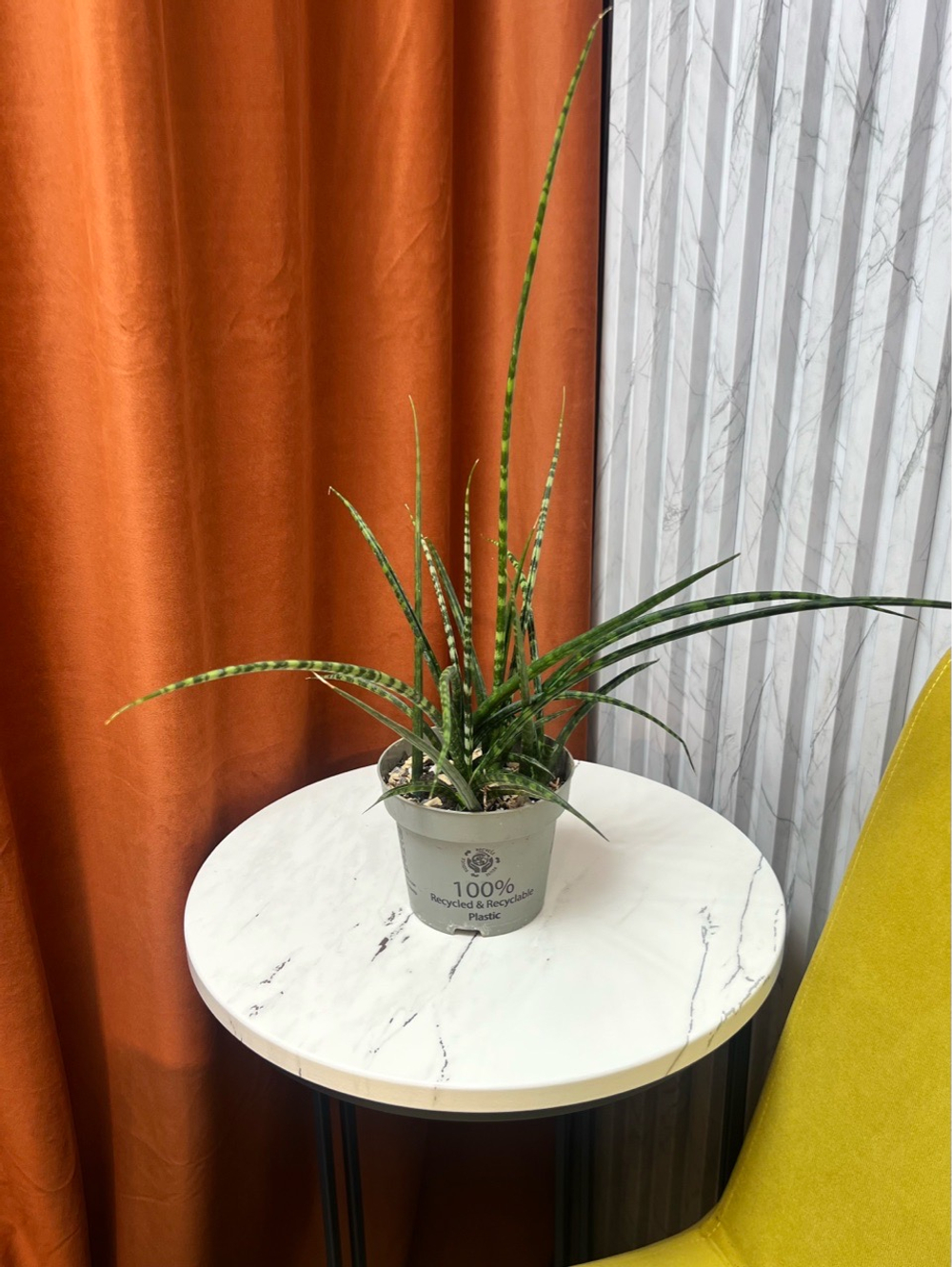 Сансевиерия Цилиндрика Спагетти, D12см Н30см, 1шт, Urban Jungle (7143)