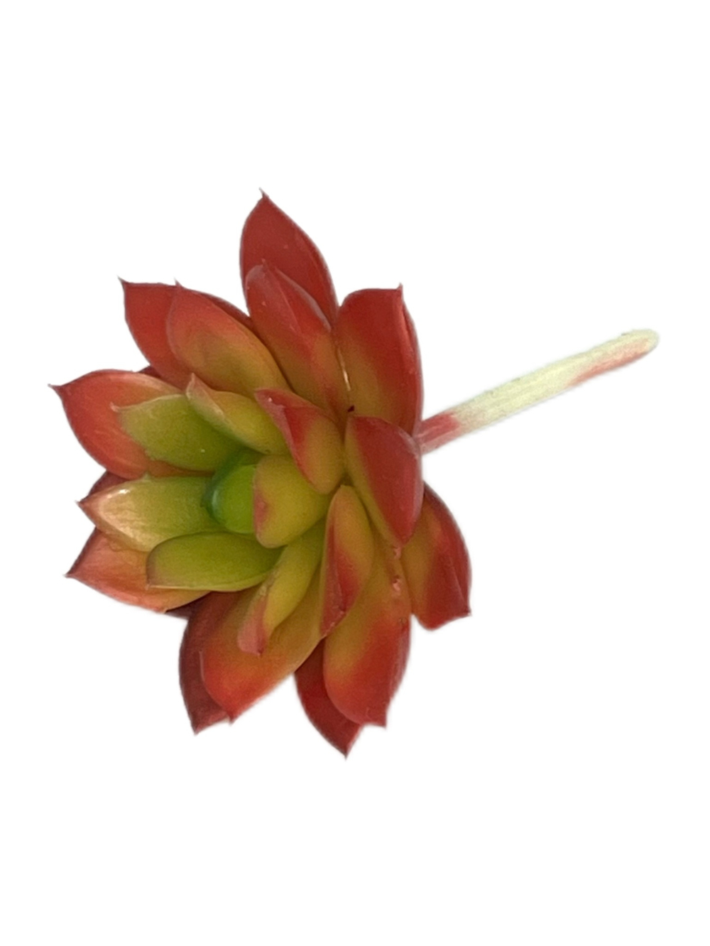 Суккулент 126 мини красный