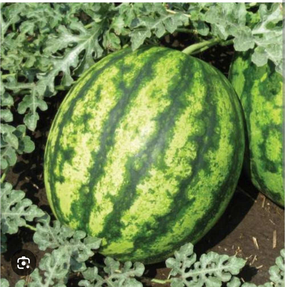 Арбуз Султан F1 - Sultan F1 1000шт