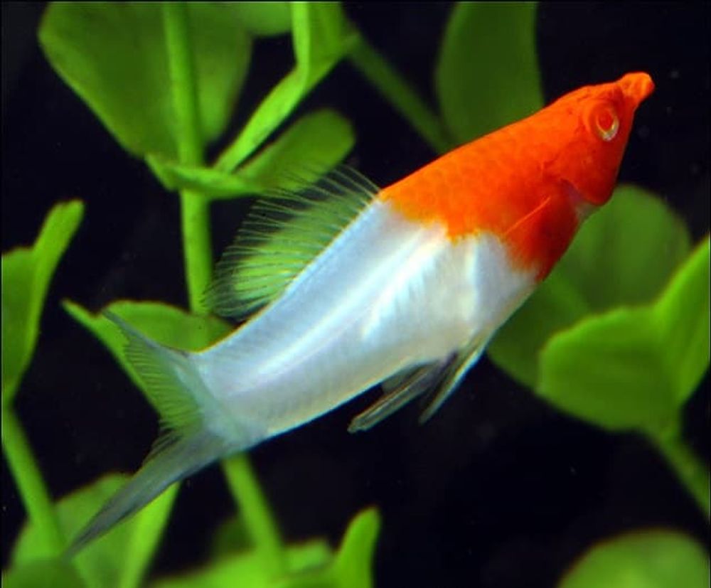 (104)  Меченосец "Кохаку" (Xiphophorus hellerii var.)