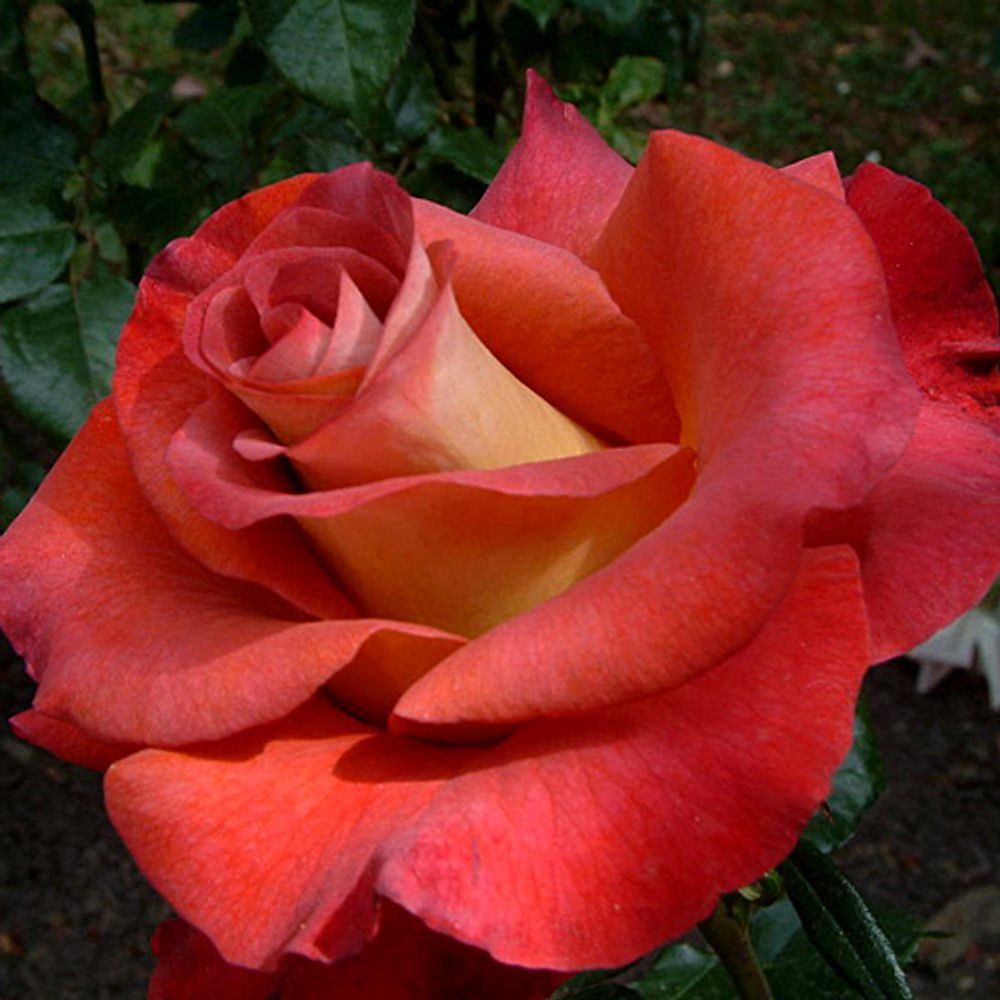 Роза чайно-гибридная Леонидис