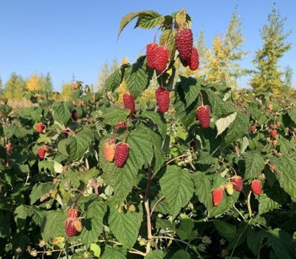 Малина ремонтантная Сластиха