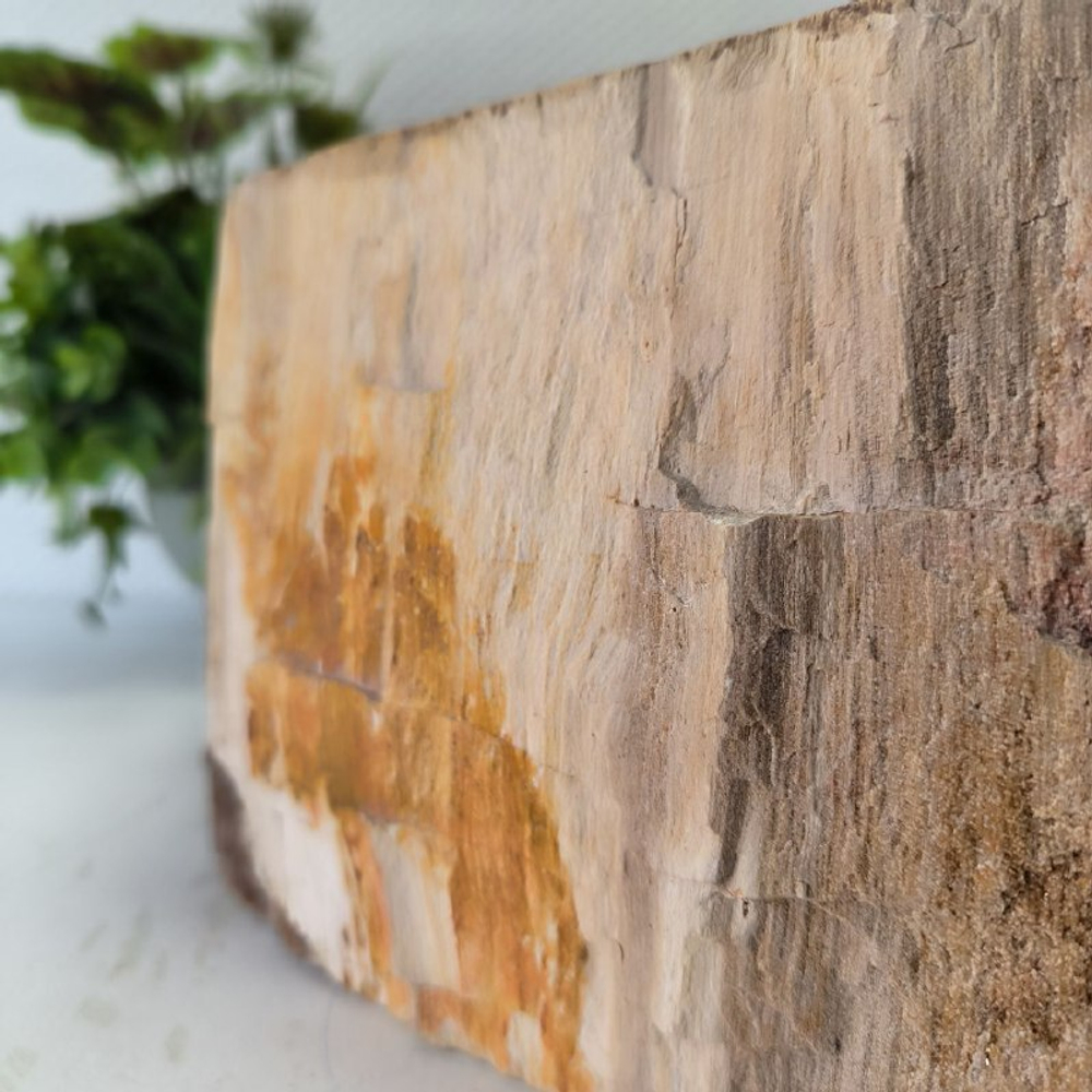 Раковина из окаменелого дерева Fossil Basin OD-02358 53*48*15 см