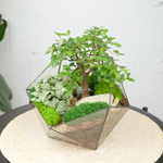 Готовый флорариум бонсай Японский вяз Икос