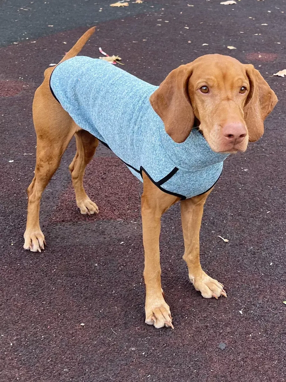 Свитер для собак на молнии попона