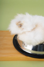 Фармаветерия.Хвост кролика ПЭТ мини 20 г