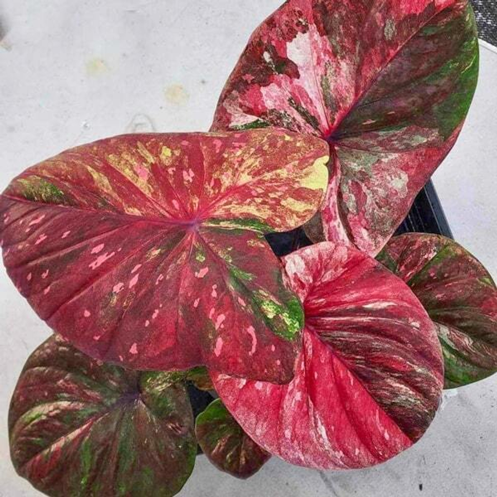 Каладиум RATSEEMIN – PISCES