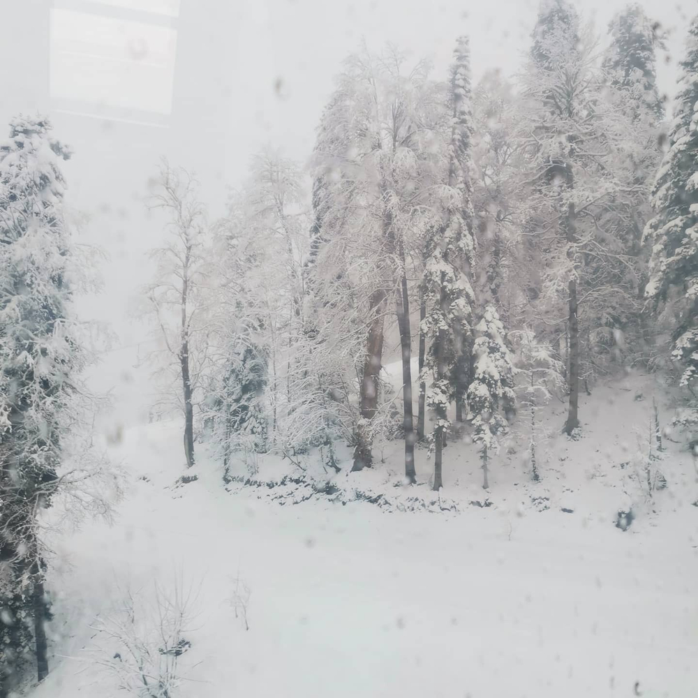 Грифон