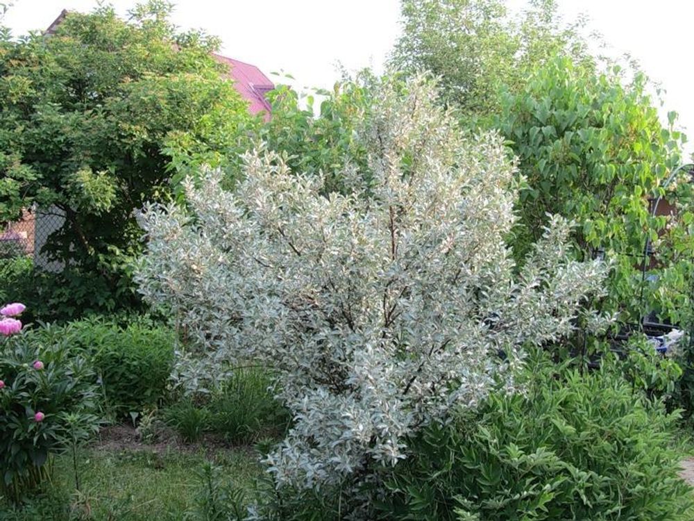 Картинка