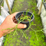 Хуперция H.SOI PAKARANG CORAL 3"