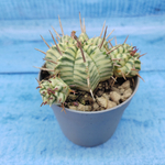 Euphorbia meloformis f. Variegated (Эуфорбия вариегатная)
