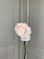 Ранункулюс