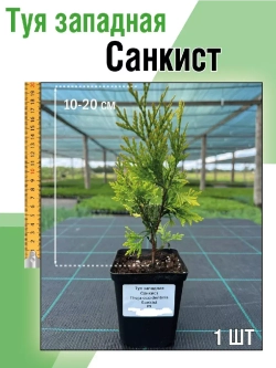 Туя саженец западная Санкист хвойные деревья