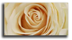 Постер "Нежная роза"