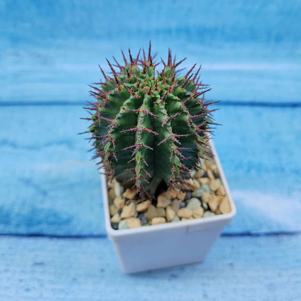 Euphorbia Horrida (Эуфорбия)
