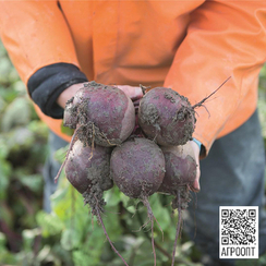 Субето F1 семена свеклы (Bejo / Бейо)