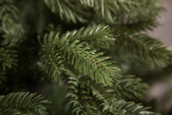 Ель Царская 100% литая 260см зеленая Triumph Tree