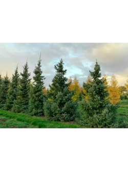 Саженец Ель сербская